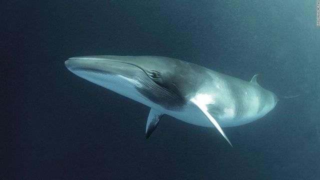 鲸鱼能潜上千米，为啥钢铁造的潜艇却不行 构造原因了解一下（鲸鱼能潜上千米）(2)