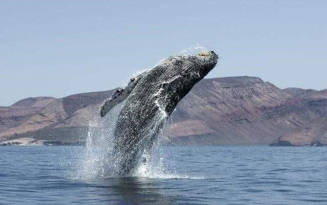 鲸鱼能潜上千米，为啥钢铁造的潜艇却不行 构造原因了解一下（鲸鱼能潜上千米）(3)